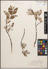 Foto von Salix caprea L. x Salix lapponum L.